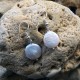 Pendientes de perla blanca de agua dulce en forma de moneda